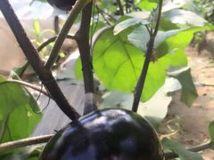 -庞各庄西瓜蔬菜采摘园·锦华瓜园