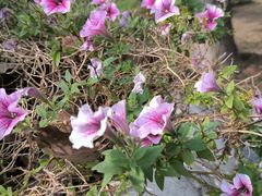 -上海鲜花港