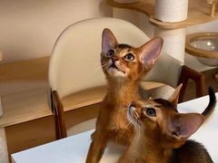 -猫十亿·布偶金渐层·曼基康矮脚猫舍(青年路店)