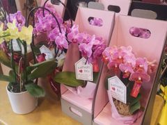 -平吉花卉市场