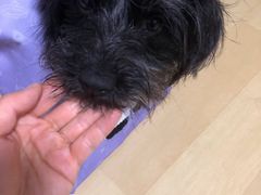 -艾贝尔宠物医院·狂犬免疫点(江山金象城店)