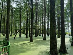 -渌洋湖湿地公园