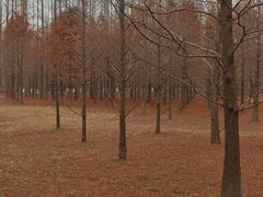 -黄海国家森林公园