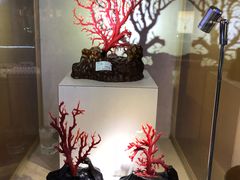 -绮丽珊瑚(台北101旗舰门市店)