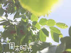 -北宅大永樱桃采摘基地(崂山总部)