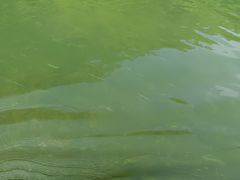 -九曲溪竹筏码头