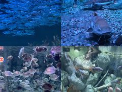 -正佳极地海洋世界