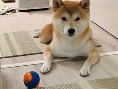 -多乐狗狗宠物训练工作室