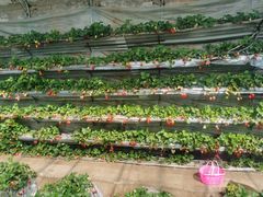 -大自然农场蔬菜草莓采摘园