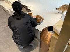 -飞行喵MR PILOT|猫舍·猫咖(静安大融城店)