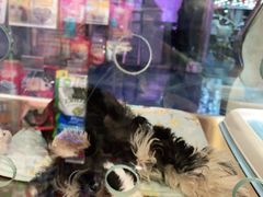 -FAELING PETS美天灵宠物(富力广场店)
