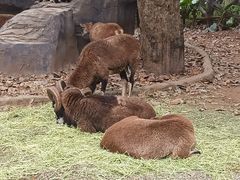 -海南热带野生动植物园