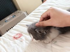 -欣宠猫屋·矮脚拿破仑·蓝金金渐层