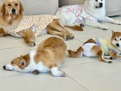 -怪兽屋·羊驼·猫咖·狗咖(俊华广场店)