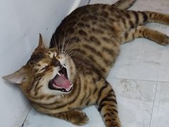 -戏精管理局·剧本杀·桌游·血染钟楼