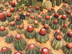 -深圳仙湖植物园