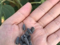 -松山湖梦幻百花洲