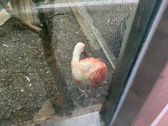 -青藏高原野生动物园