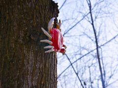 -合肥滨湖国家森林公园