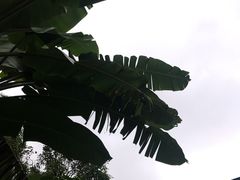 -热带雨林自然公园