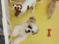 -有喵·猫咖·狗咖·30几只猫10只小狗(岗厦店)