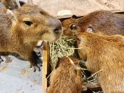 -Zoolung Zoolung动物主题公园(海信广场店)