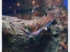 -上海海洋水族馆