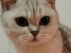 -派特宠物医院(圆融广场店)