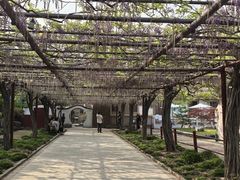 -嘉定紫藤园