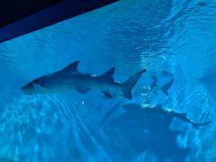 -北戴河圣蓝海洋公园