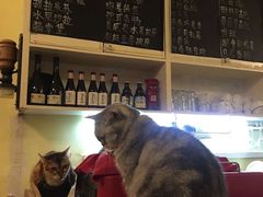 -猫色咖啡·猫咖