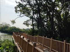 -大湾区中央湿地公园