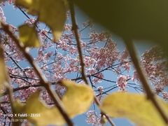 -新江湾城公园