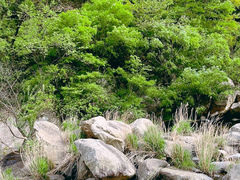 -洛阳白云山景区