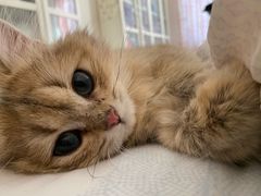 -猫大福·Fortune Cat猫舍(百子湾店)