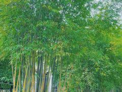 -扫雪煮茶(西村店)