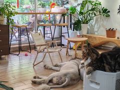 -李小姐の猫咖啡馆(五角场店)