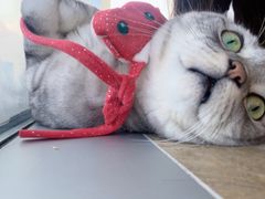 -Catmate·猫肥家润(金润铂宫店)