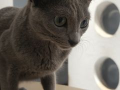 -琪喵猫屋·撸猫猫咖·猫舍