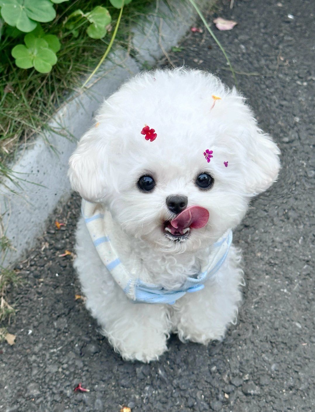 乱花渐欲迷狗🐶眼#这样萌萌的小毛孩可爱的不像话了#毛孩子可以治愈