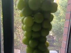 -马陆小张葡萄园农家乐