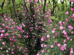 -鹅湖玫瑰文化园