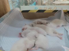 -藏猫猫咖啡主题馆(中央大道店)