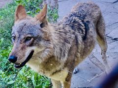 -沈阳森林动物园