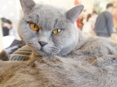 -Let's go狗咖·猫咖·奶狗·桌游(春熙路IFS店)