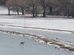 -北京麋鹿生态实验中心