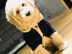 -小尾巴宠物店(万科·金域华庭店)