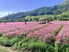 -径山花海