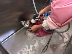-1013 PET SHOP精品宠物商店(丁香店)