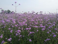 -西京湾花海
